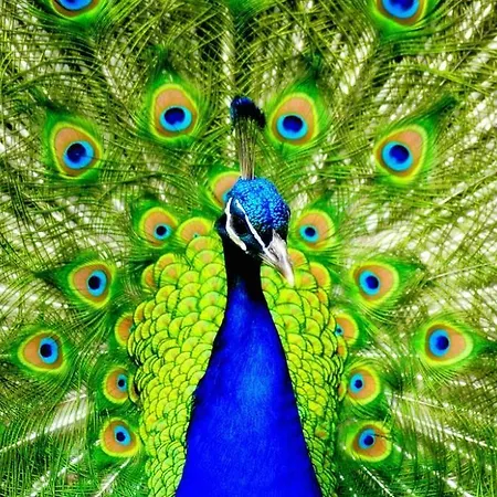 The Cosy Peacock Apartment *